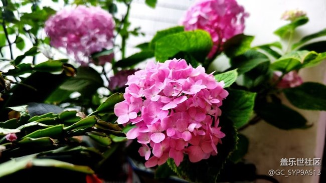 【Galaxy影像】#立夏·初夏之約