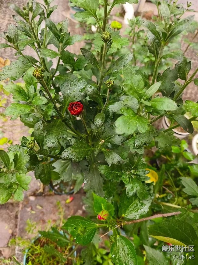 【Galaxy影像】#立夏·初夏之約