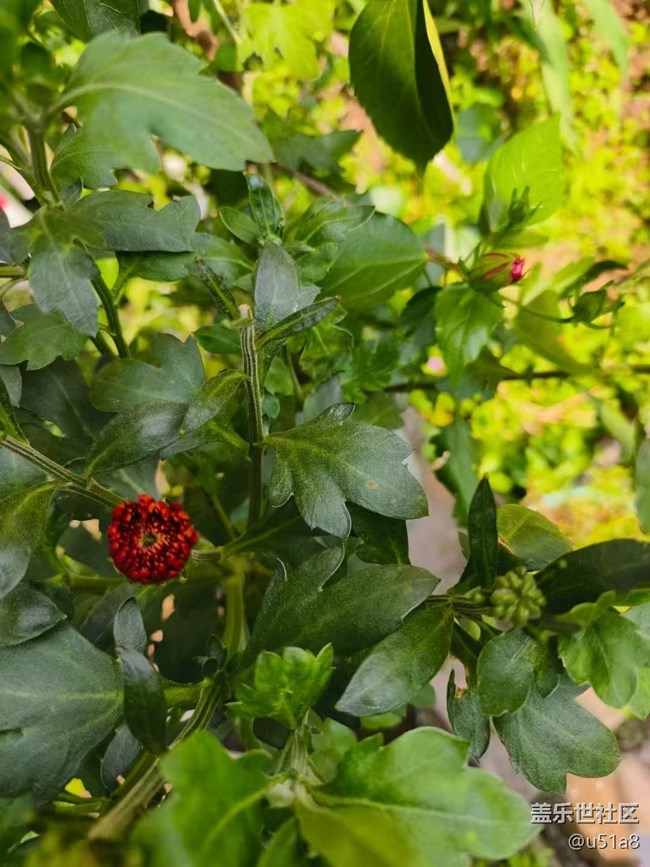 【Galaxy影像】#立夏·初夏之約