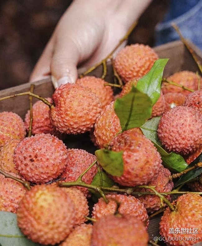 【荔枝飄香】摘荔枝