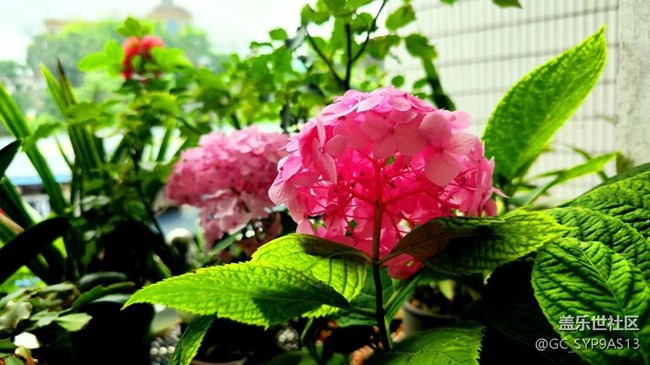 【Galaxy影像】#立夏·初夏之約