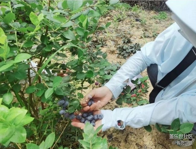 【夏日清涼】藍莓