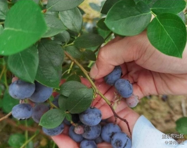 【夏日清涼】藍莓