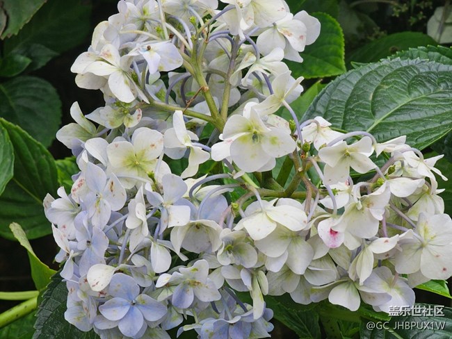 【生活碎片】人行天橋