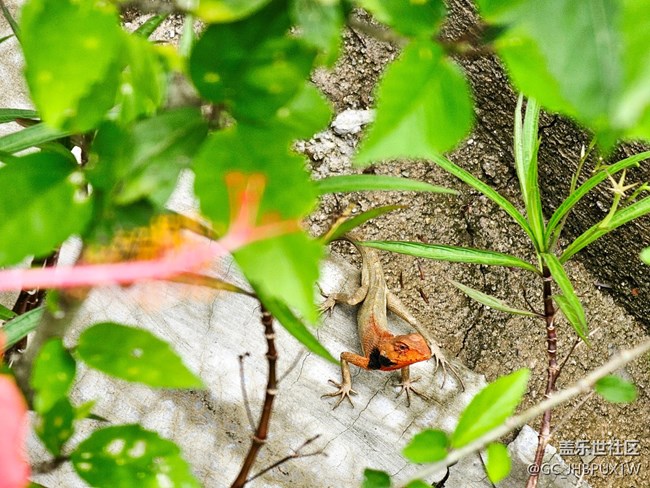 【Galaxy影像】#立夏·初夏之約