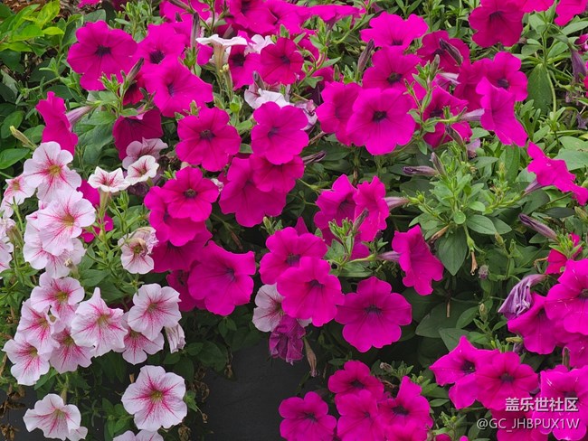 【生活碎片】人行天橋