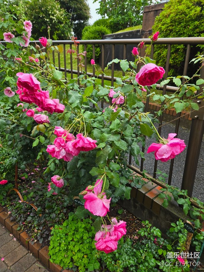 【金陵光影漂流計劃】雨，花與河