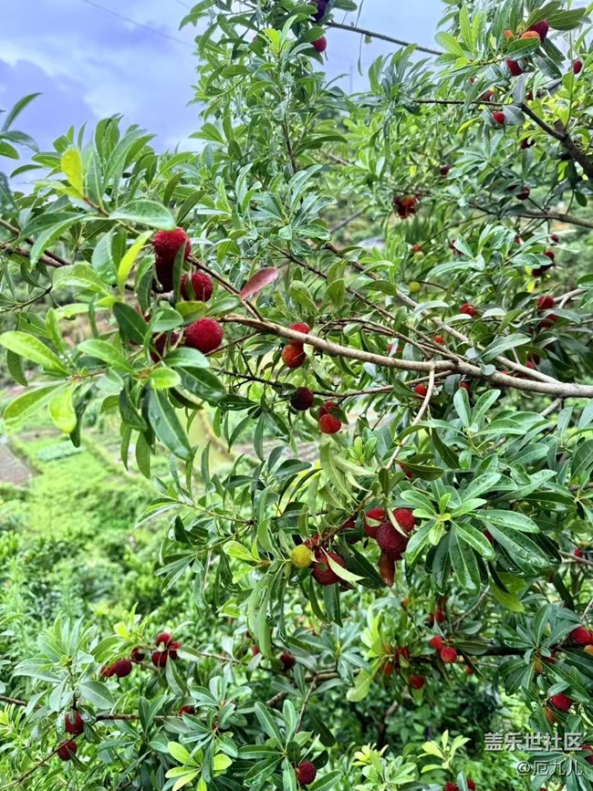 【Galaxy影像】#立夏·初夏之約