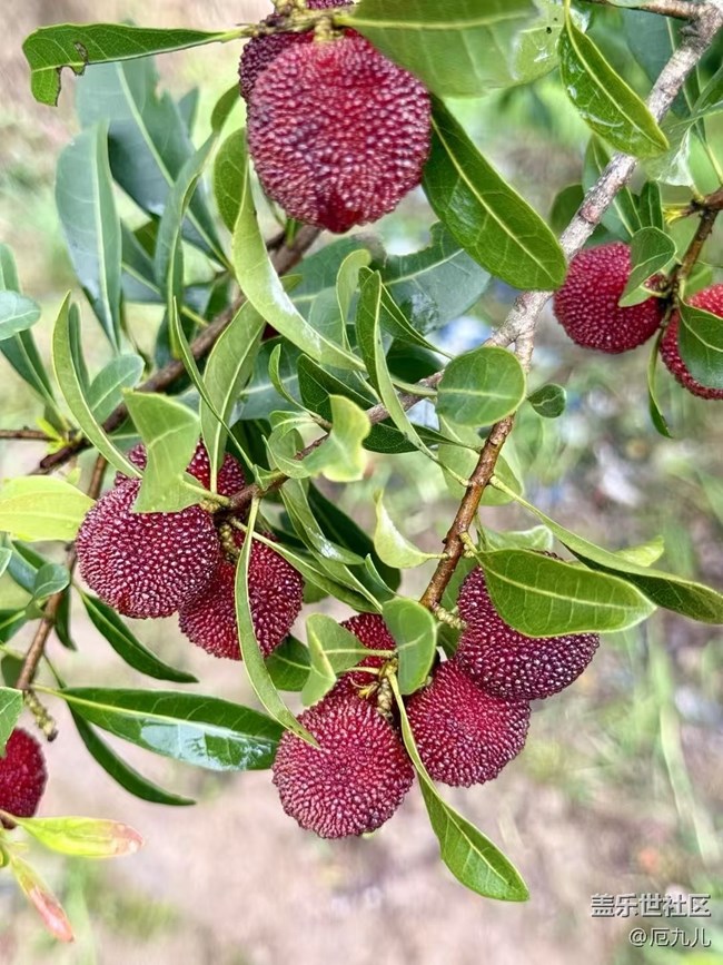 【Galaxy影像】#立夏·初夏之約