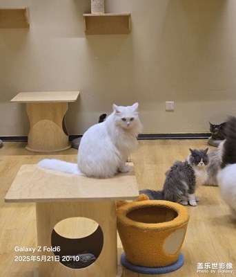 【愛寵分享】貓咪日常