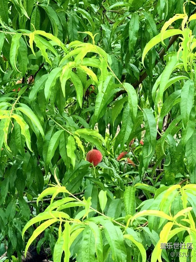 【Galaxy影像】#立夏·初夏之約