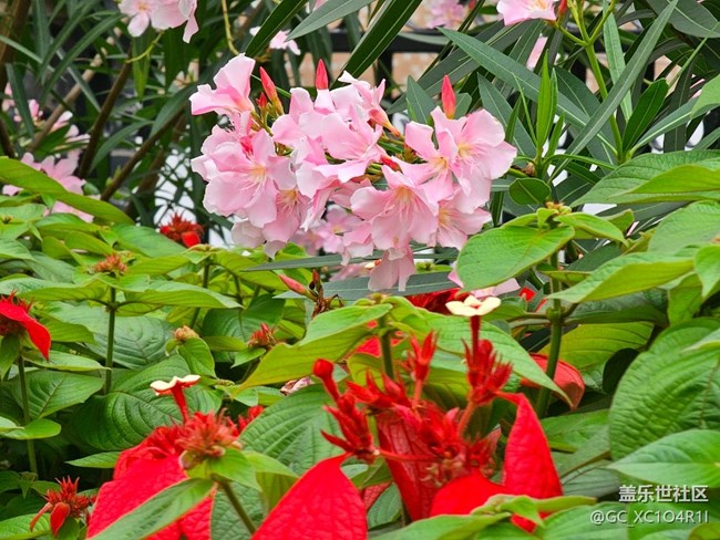 【Galaxy影像】#立夏·初夏之約