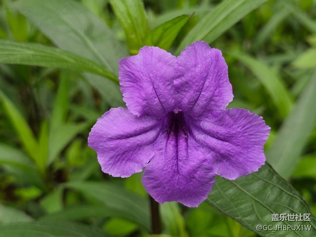 【發(fā)現(xiàn)身邊的對(duì)稱之美】身邊的對(duì)稱