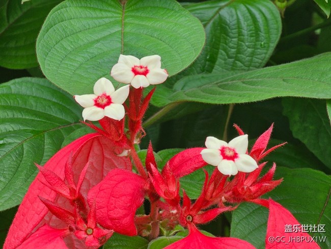 【發(fā)現(xiàn)身邊的對(duì)稱之美】身邊的對(duì)稱