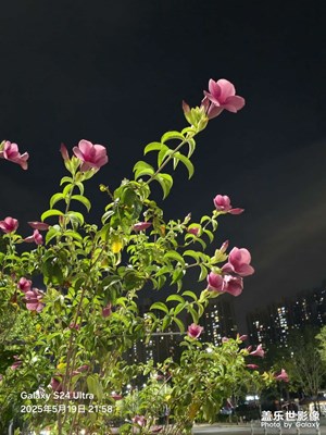 【隨拍分享】紫蟬花開