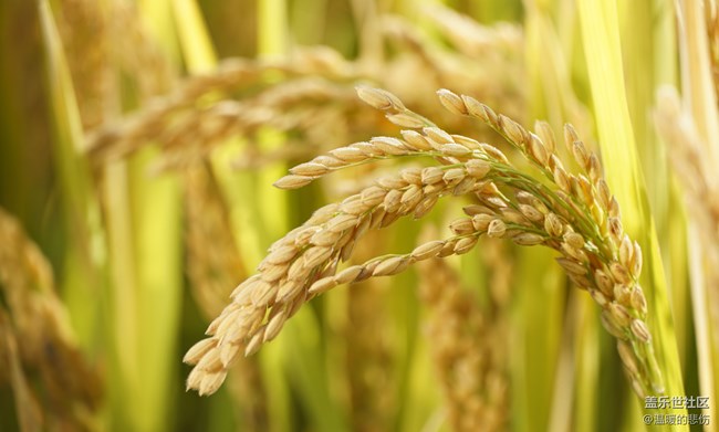 已開獎【美食6月第一周】芒種食養(yǎng)記