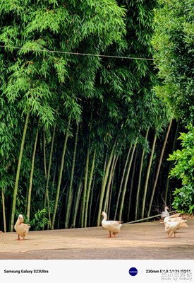 來一點(diǎn)綠色