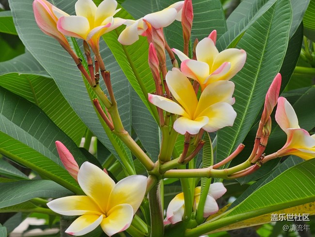 【Galaxy影像】#立夏·初夏之約