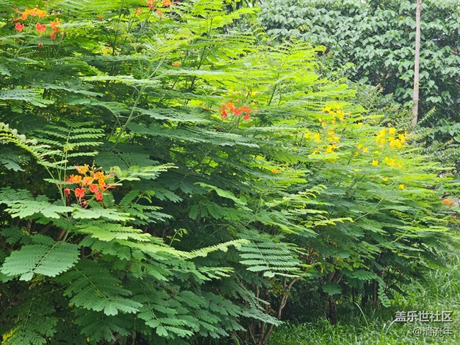 【Galaxy影像】#立夏·初夏之約