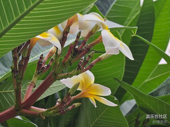 【Galaxy影像】#立夏·初夏之約