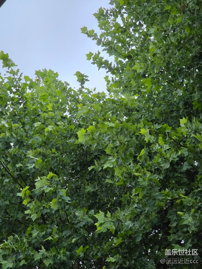 【江城初夏】雨