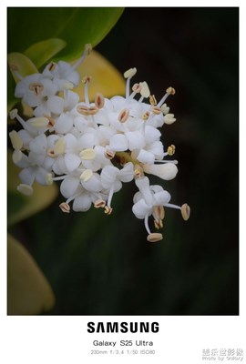 看看這是什么花