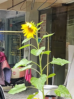 【城市漫步】雨中南京就變成了金陵吧