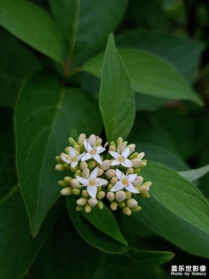 A56影像【走進(jìn)自然】