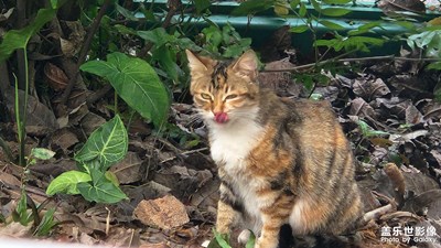 【城市漫步】+近距離