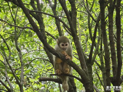 【城市漫步】+?松鼠猴