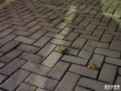 【城市漫步】+??小蛤蟆