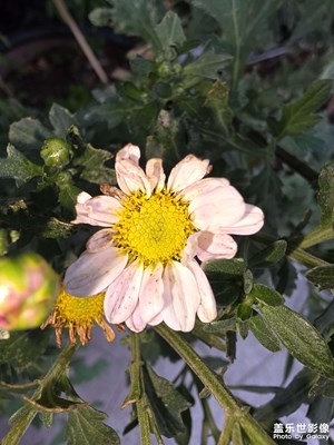 隨便拍了個微距