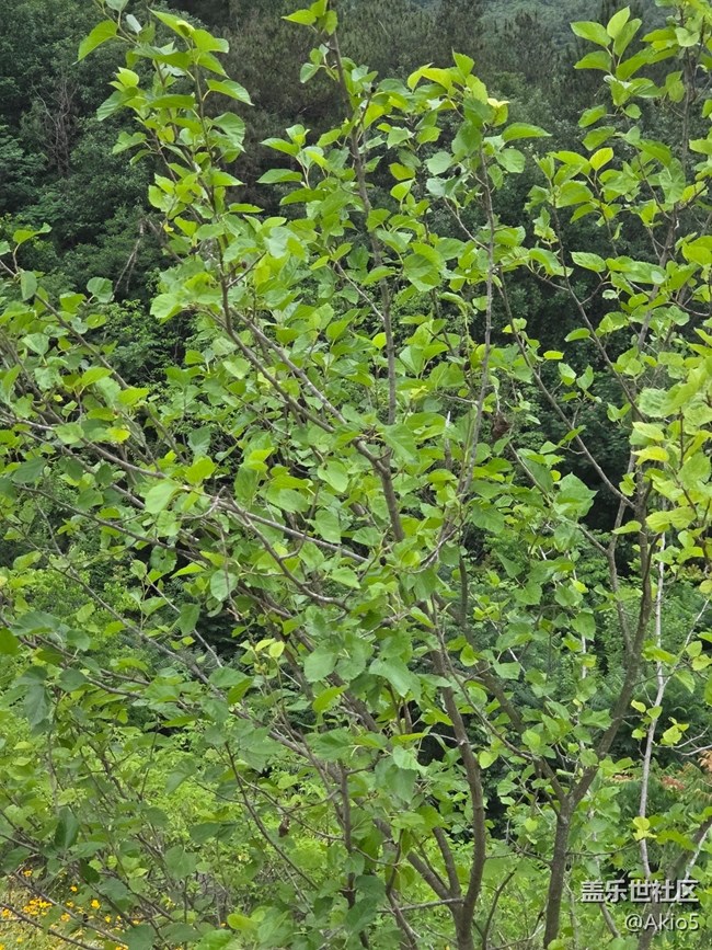 【五月物候觀察手冊】大自然