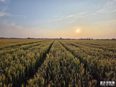 【遇見最美夏日】麥田