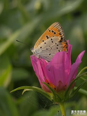 【遇見最美夏日】+堤上花開
