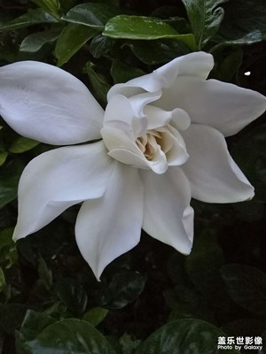 【遇見最美夏日】+綻放的梔子花