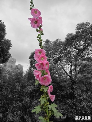 【遇見最美夏日】雨中蜀葵