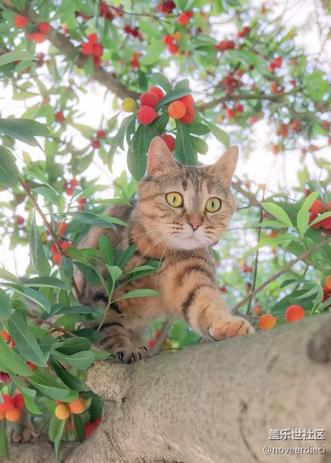 【浪漫盛夏季】摘楊梅