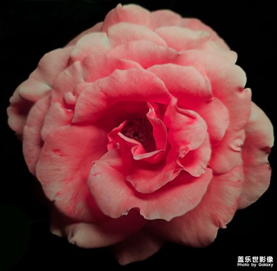 【遇見最美夏日】+留住美好