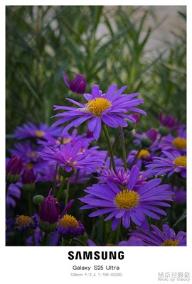 【遇見最美夏日】偶遇小花