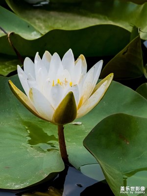 【遇見最美夏日】初夏睡蓮