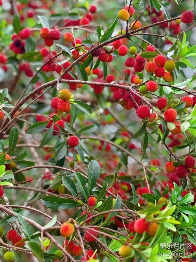 【浪漫盛夏季】摘楊梅