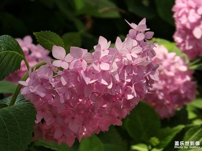 【遇見(jiàn)最美夏日】紫陽(yáng)花開時(shí)