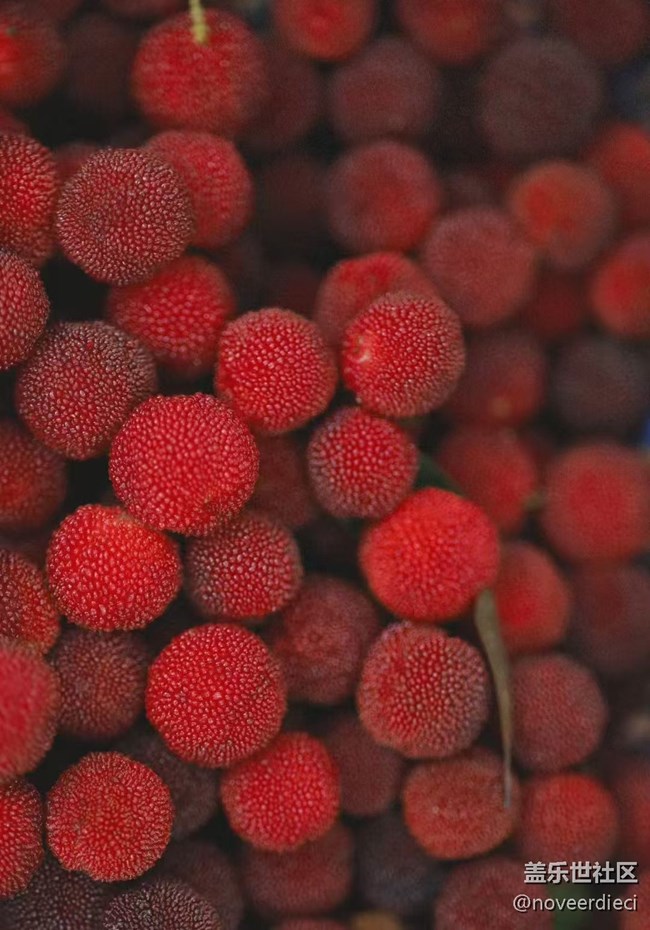 【浪漫盛夏季】摘楊梅