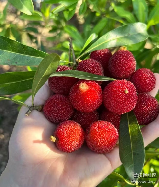 【浪漫盛夏季】摘楊梅