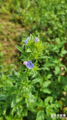 【遇見最美夏日】田園風(fēng)光