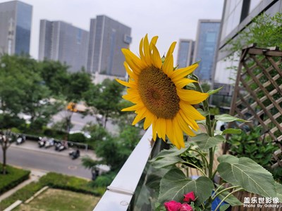 【遇見最美夏日】城市隨拍