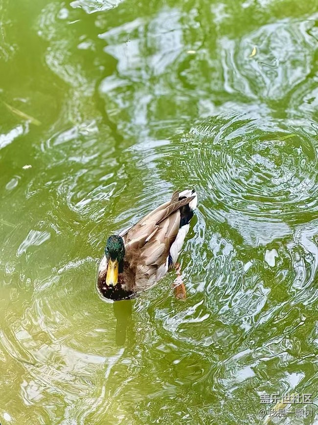 【團(tuán)結(jié)湖公園】+團(tuán)結(jié)湖公園的夏日快樂(lè)碎片