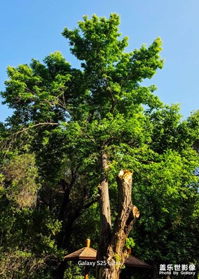 看見生命力活躍的綠樹