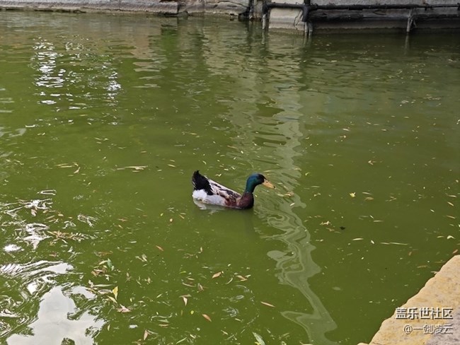 【團(tuán)結(jié)湖公園】CBD中的自然風(fēng)光